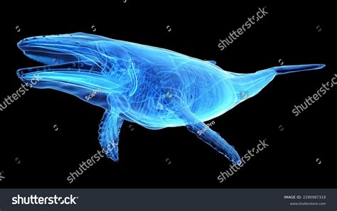 Humpback Whale Anatomy at Floyd Nelson blog