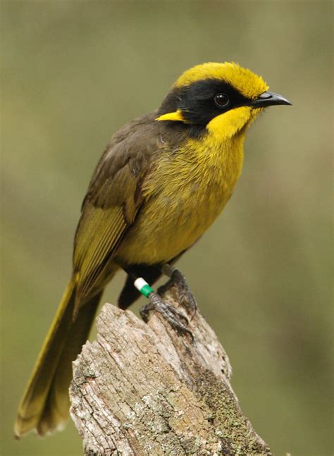 Centre for Fortean Zoology Australia: Holy Honeyeater! Dear Old Boy ...