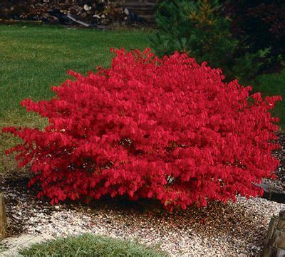 Dwarf Burning Bush Euonymus alata Compacta from Zelenka Farms | Bushes & shrubs, Garden shrubs ...