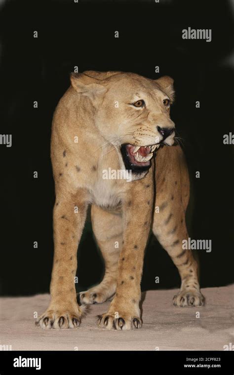 Scimitar Cat, homotherium serum, Sabre-toothed Cat became extinct 10 ...