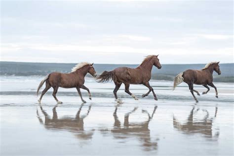 Brown horses running on a beach stock photo