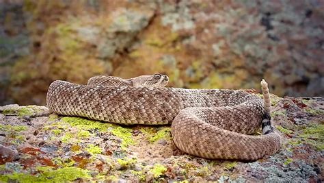 Rattlesnake Stock Footage Video - Shutterstock