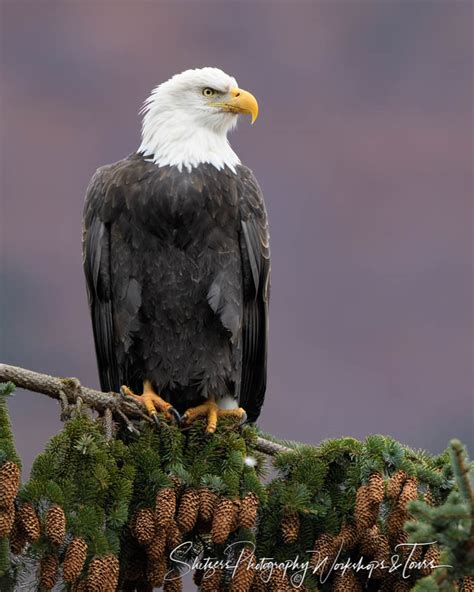 Bald Eagle Close Up - Shetzers Photography