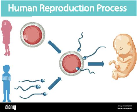 Human Reproduction process infographic illustration Stock Vector Image & Art - Alamy