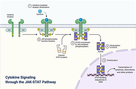 Frontiers | Systematic Review on the Efficacy and Safety of Oral Janus Kinase Inhibitors for the ...