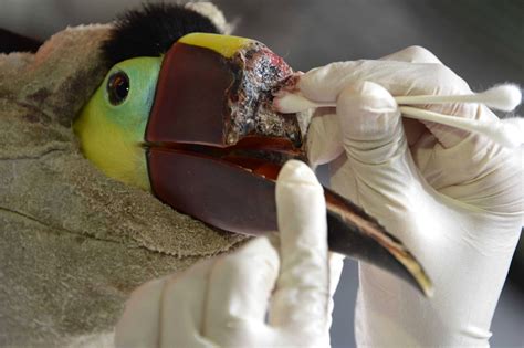 Mutilated toucan to get a 3D-printed prosthetic beak