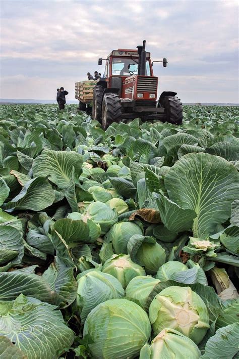 BELOVO, RUSSIA OCTOBER 20, 2015: Farmers harvest cabbage in 2021 ...