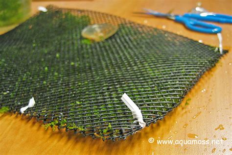 How to Create an Aquarium Moss Wall | Moss wall, Aquarium, Freshwater aquarium shrimp