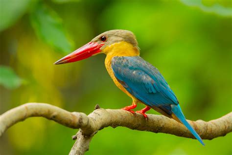 Flights of fancy: the most colorful and exotic birds on the planet