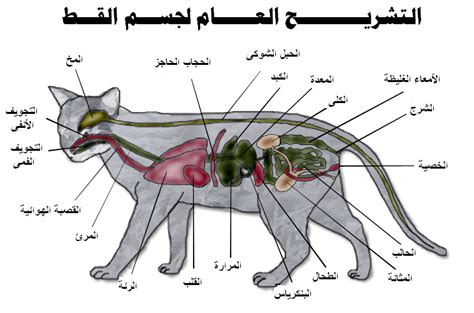 رحال Voyager: القطط جسديا