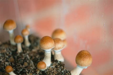 Major 'magic mushroom' growhouse found by Gardaí in Kilkenny | The Irish Post