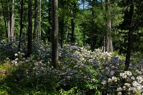 Dan Gomola Wildlife Photography | The Black Forest