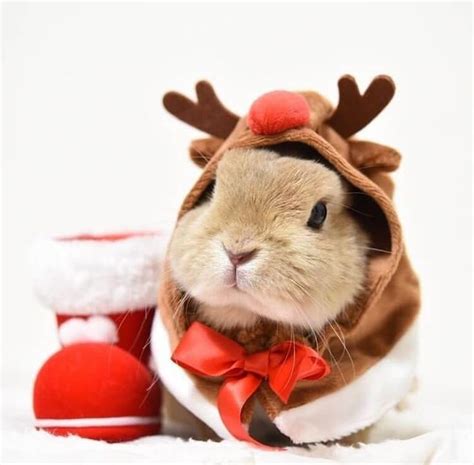 Bunny Rabbits rocking Christmas costumes | Bunnies | Beauty | Photoshoot | All the stuff I care ...