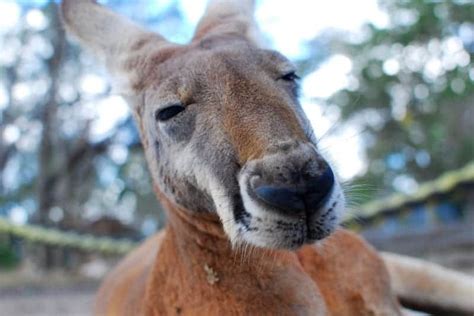 Australian Native Animals