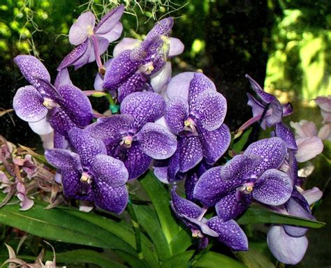 Blue Orchid Free Photo Download | FreeImages