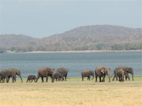 Elephant ecosystems in decline: Habitat loss tracked over 13 centuries | Flipboard