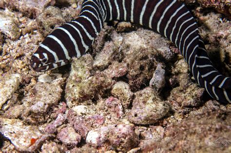 Zebra Moray Eel- Facts and Photographs | Seaunseen