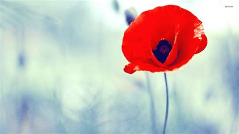 Poppy Flower Wallpapers - Wallpaper Cave