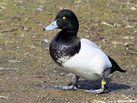 Identify Greater Scaup - Wildfowl Photography.