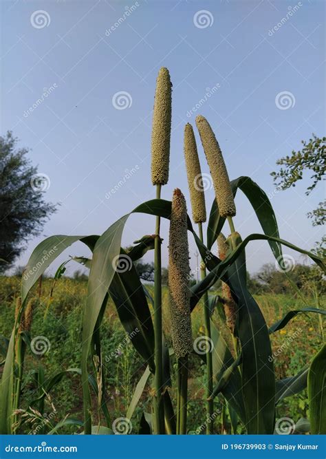 Millet Crop . Rajasthan , India Stock Image - Image of tree, showing ...