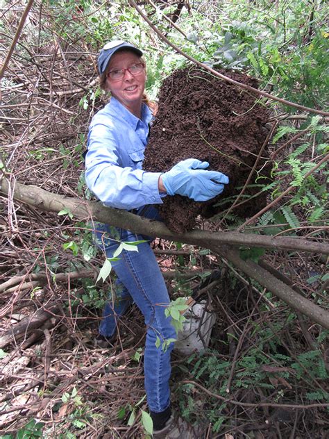 conehead termite nest removal - Entomology Today