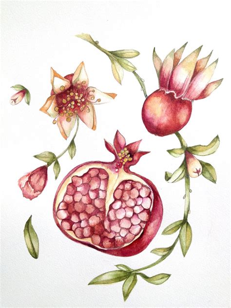 Pomegranate art print | Рисунки, Ботанические принты, Иллюстрации