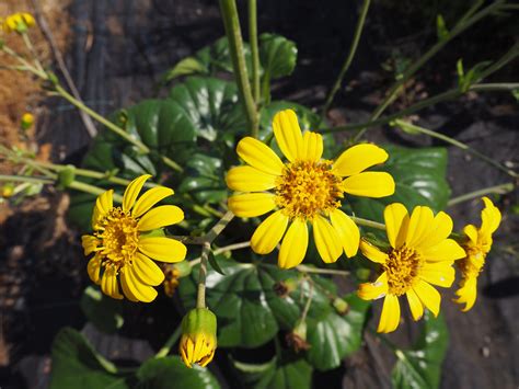 Farfugium japonicum var. giganteum – Brian's Botanicals