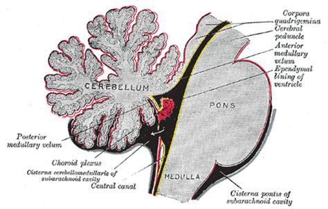 The Hind-brain or Rhombencephalon - Human Anatomy