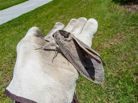 Giant Wood Moth - A-Z Animals