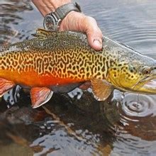 Tiger Trout Fishing Tips: All You Need To Know To Catch Them