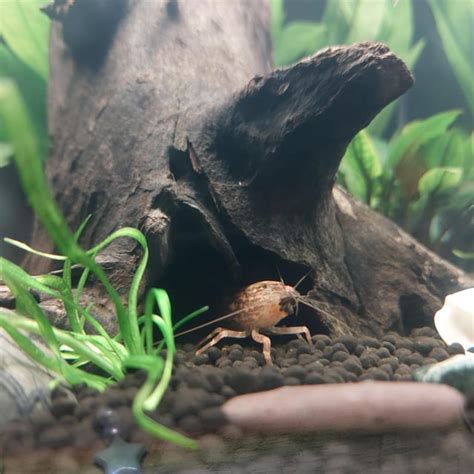 Bamboo shrimp 😍😍😍 : r/shrimptank