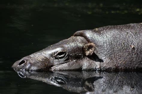 Pygmy Hippo Facts, Pictures, Video & Info: Endangered Hippopotamus