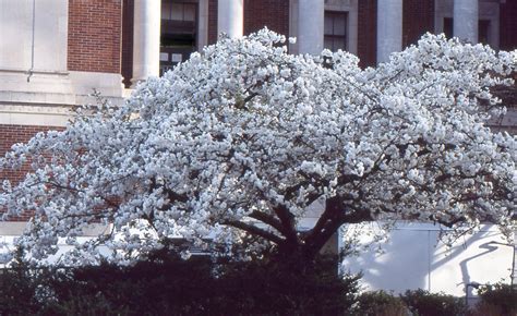 Prunus serrulata 'Mt. Fuji' | Landscape Plants | Oregon State University