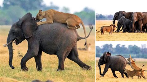 Lion vs Elephant Battle wildlife video. Epic Battle Lion vs Elephant. - YouTube