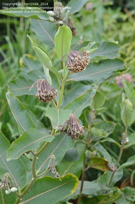 PlantFiles Pictures: Asclepias Species, Common Milkweed, Butterfly Flower, Silkweed, Virginian ...