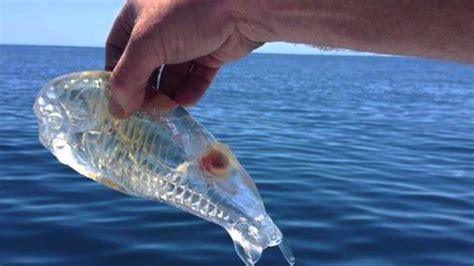 Transparent Fish Caught off the coast of New Zealand - YouTube