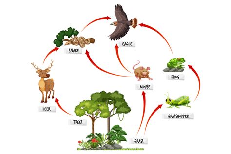 Contoh Jaring Jaring Makanan Di Hutan - Homecare24