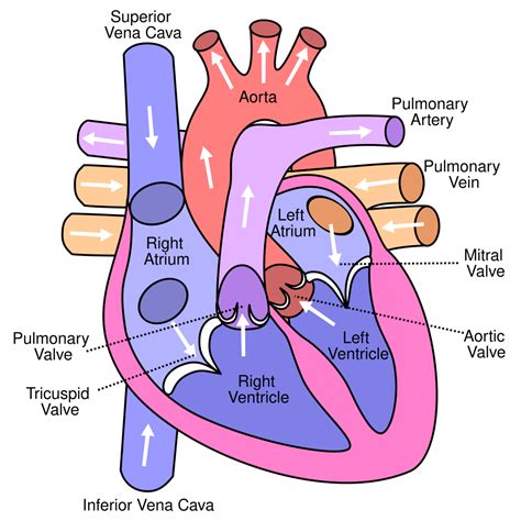 File:Diagram of the human heart (valves improved).svg - Wikipedia