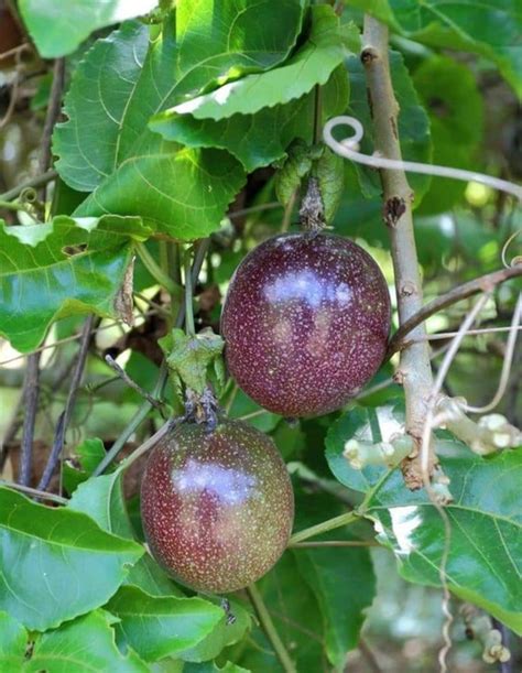 100 500 Seeds Passion Fruit Seeds Good Quality Thailand - Etsy