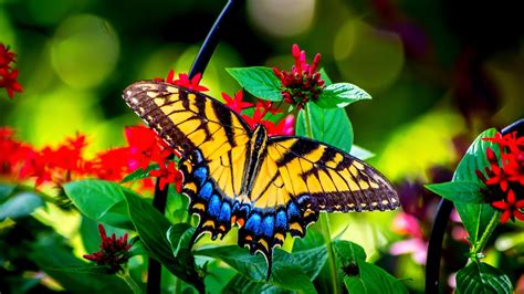 #1342297 Butterfly HD - Rare Gallery HD Wallpapers