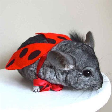 Ladybug / ladybird costume. Chinchilla pet by laMarmotaCafe | Chinchilla cute, Chinchilla pet ...