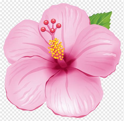 Flower Pink, conch, herbaceous Plant, blue, color png | PNGWing