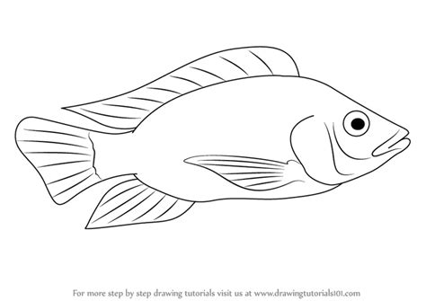 Learn How to Draw a Tilapia (Fishes) Step by Step : Drawing Tutorials