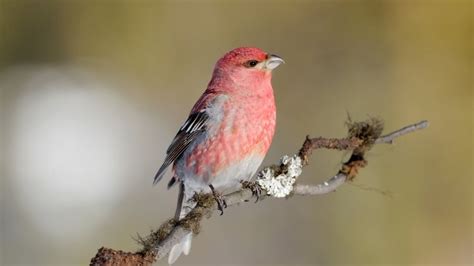 Grosbeak Superfamily Of Species - Habitats And Lifespans - SongbirdHub