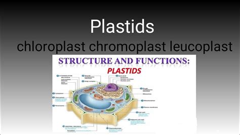 Leucoplast Structure