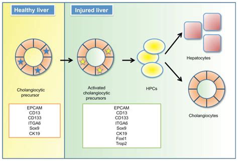 The origin, biology, and therapeutic potential of facultative adult ...