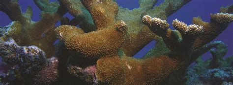 NOAA Coral Reef Conservation Program - A Decade of Coral Restoration and Sustainable Development