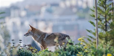 Toxic cities: Urban wildlife affected by exposure to pollutants