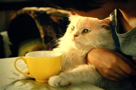 Create meme "tea, cat, Tea house" - Pictures - Meme-arsenal.com