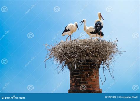 Stork Nest stock photo. Image of parents, wildlife, blue - 9749882